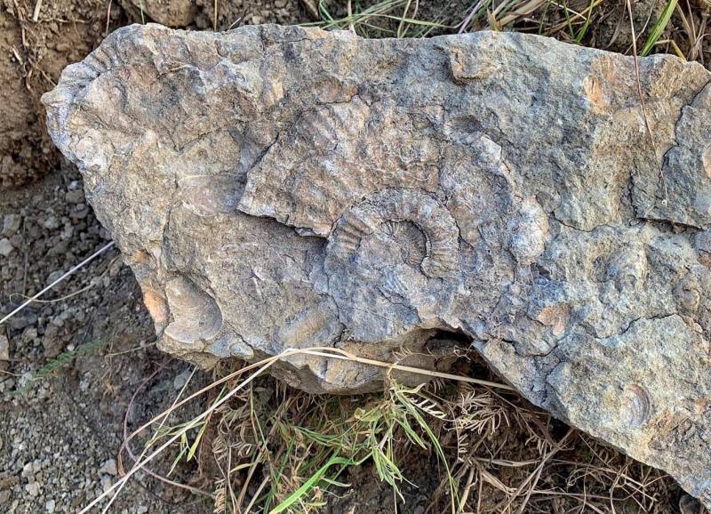 Кировчане обнаружили останки древних ископаемых