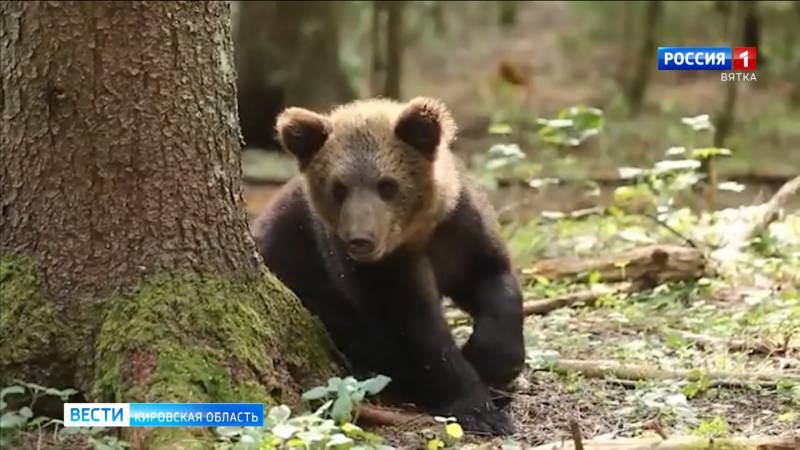 На историческую Родину возвращаются трое медвежат, найденные весной в Опаринском районе