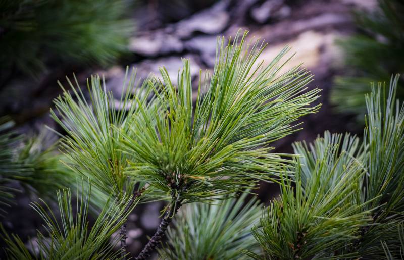 Жителей Кировской области приглашают к участию в посадке кедров