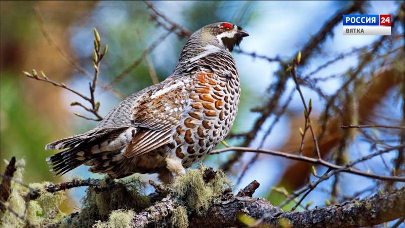 В заповеднике «Нургуш» пересчитали тетеревиных
