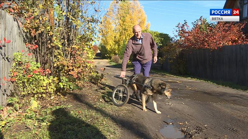 Неравнодушные кировчане спасают собак, попавших в беду