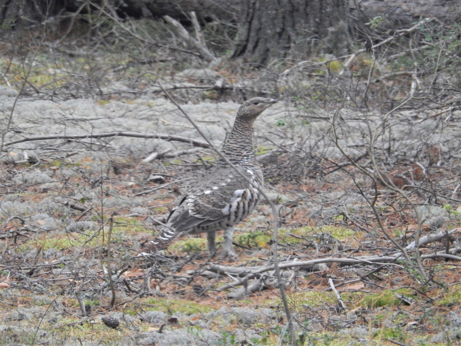 В заповеднике «Нургуш» стало в три раза больше глухарей