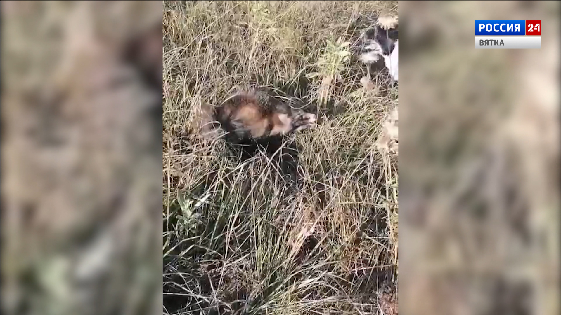 В Юрьянском районе заметили енотовидную собаку