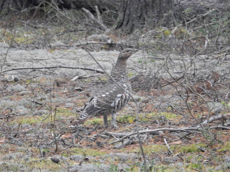 В заповеднике «Нургуш» стало в три раза больше глухарей
