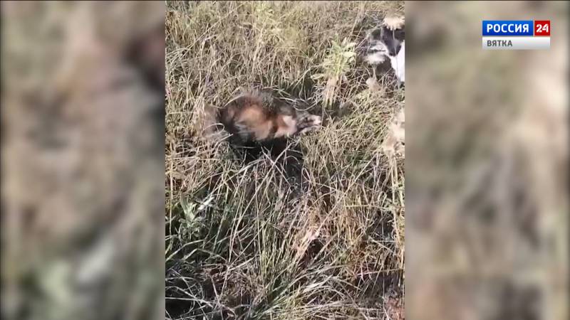 В Юрьянском районе заметили енотовидную собаку