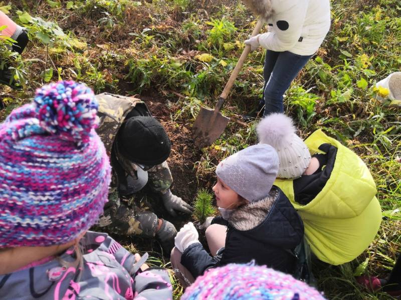 В Нововятском районе Кирова в рамках экологической акции посадили 20 сибирских кедров