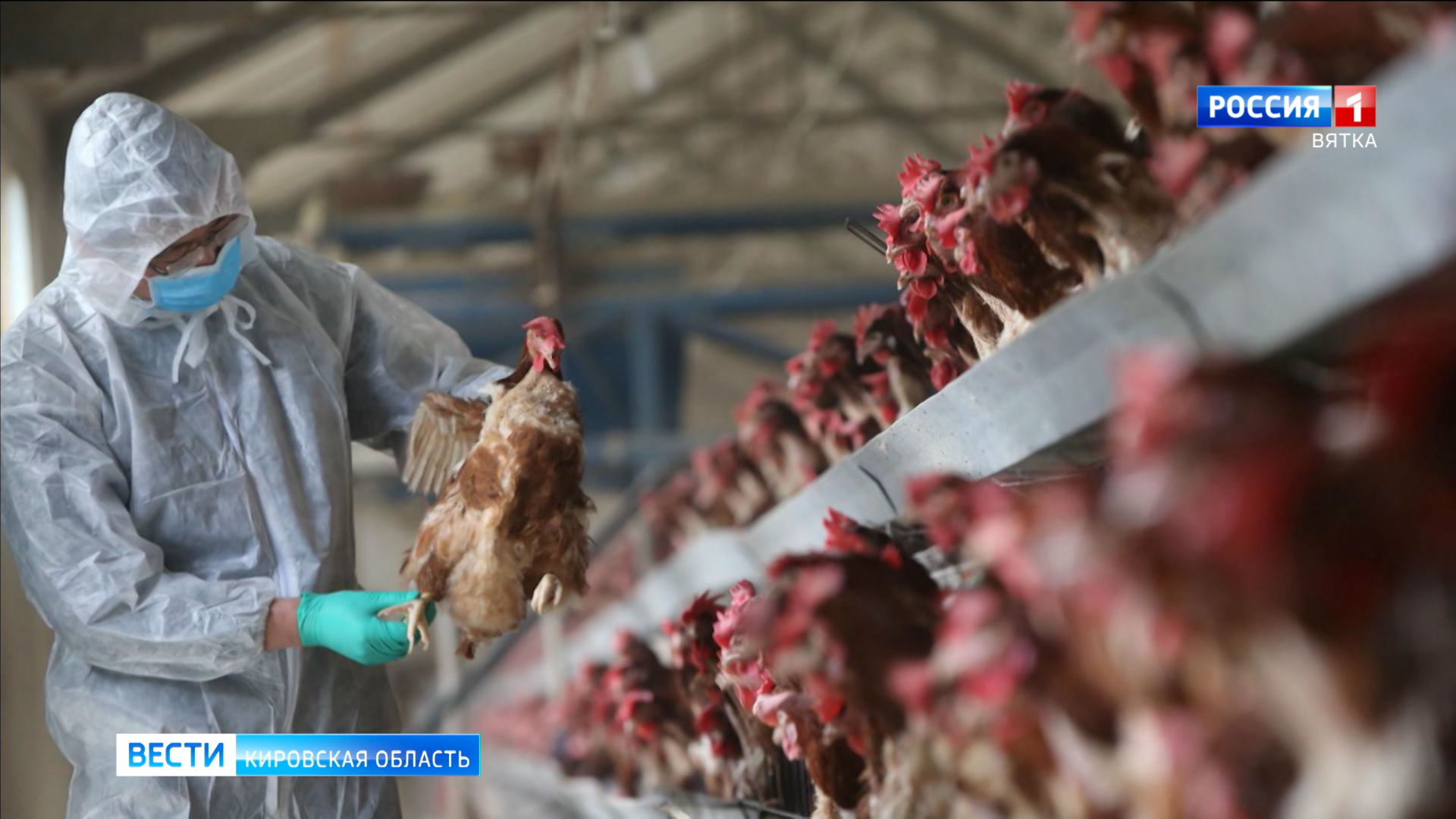 В Зуевке из-за птичьего гриппа унижтожено 230 тонн птицы