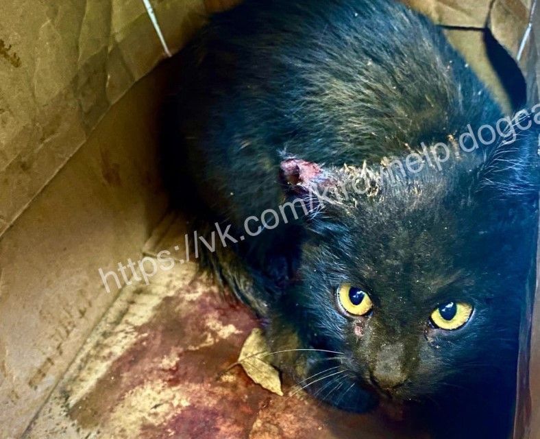 В Кирове пострадал котенок, застрявший в моторном отсеке автомобиля