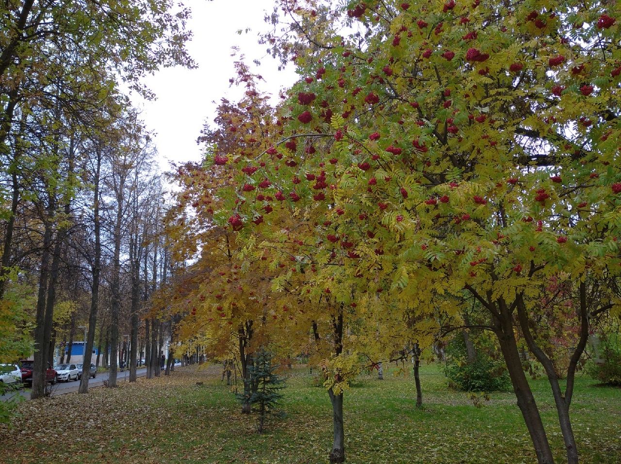 В Кировской области станет холоднее и дождливее