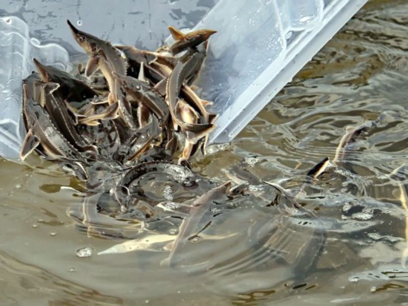 В реку Вятку выпустили ещё более 1400 мальков стерляди