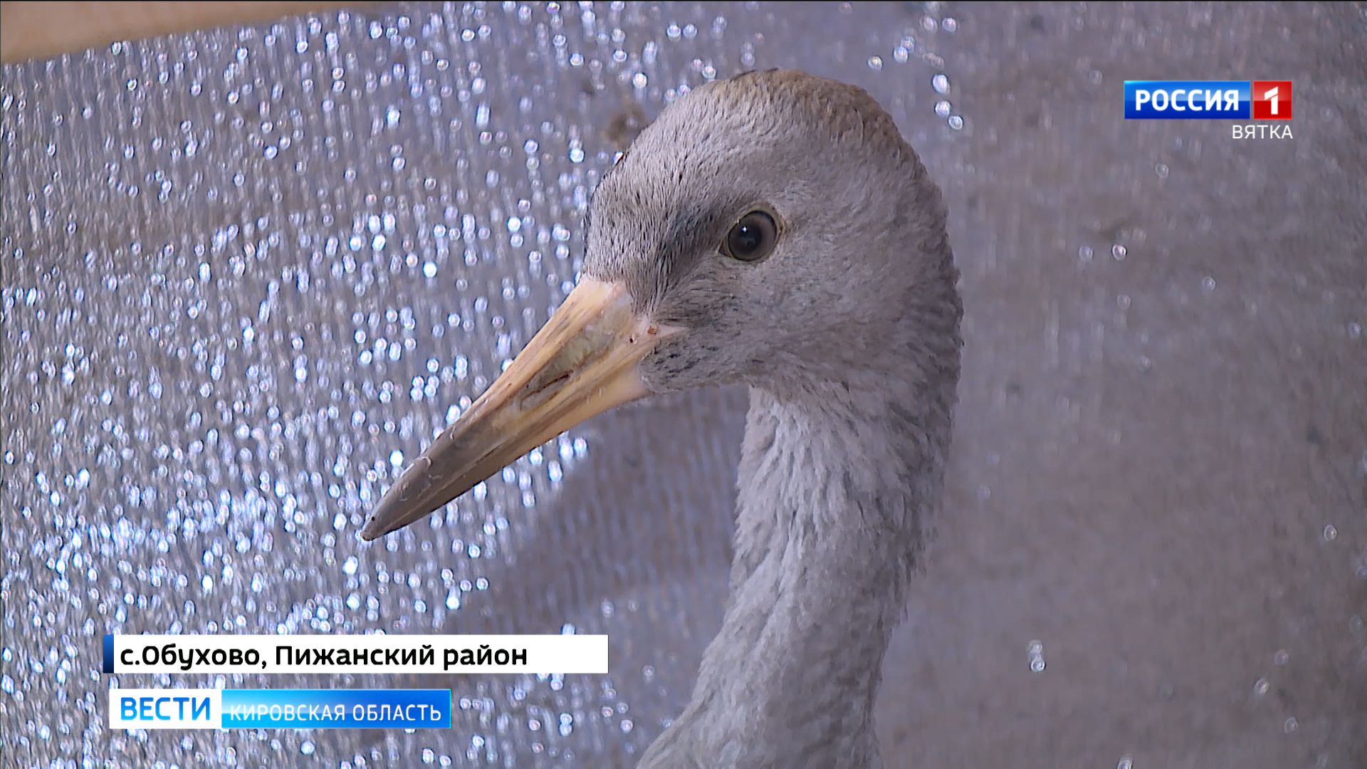 В Пижанском районе спасли раненого журавля