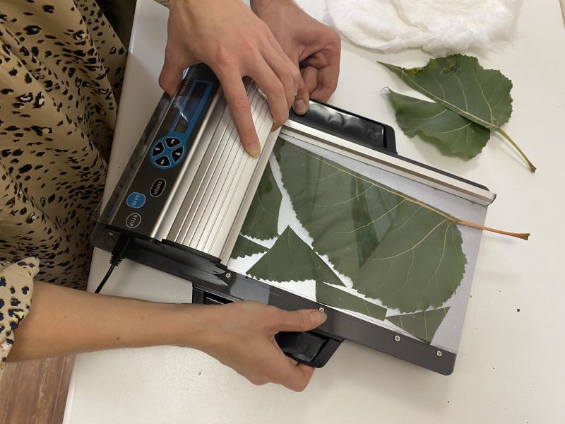 Российские ученые назвали лучшие деревья для поглощения углекислого газа