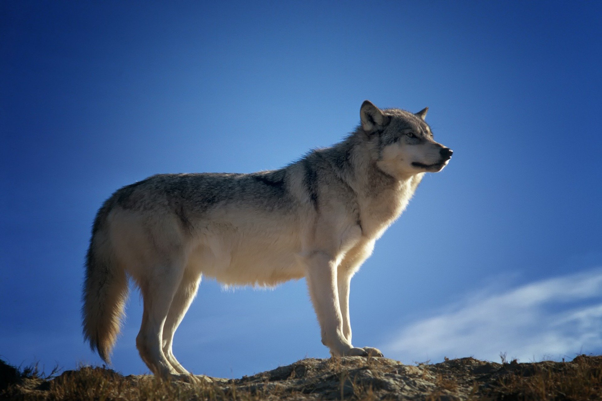 В Кировской области определили лучшего охотника-волчатника