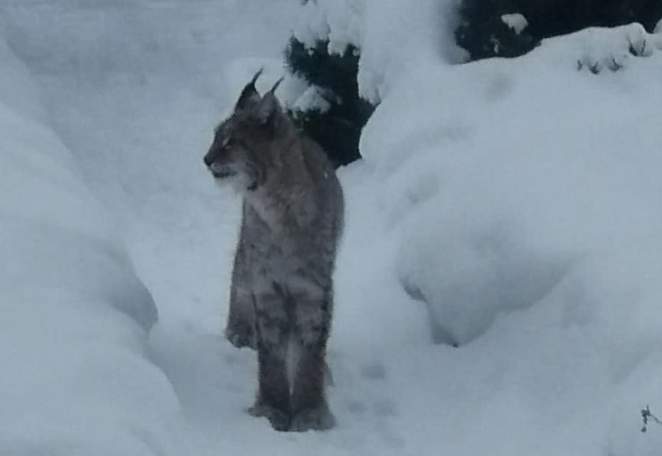В Кирове вновь заметили рысь