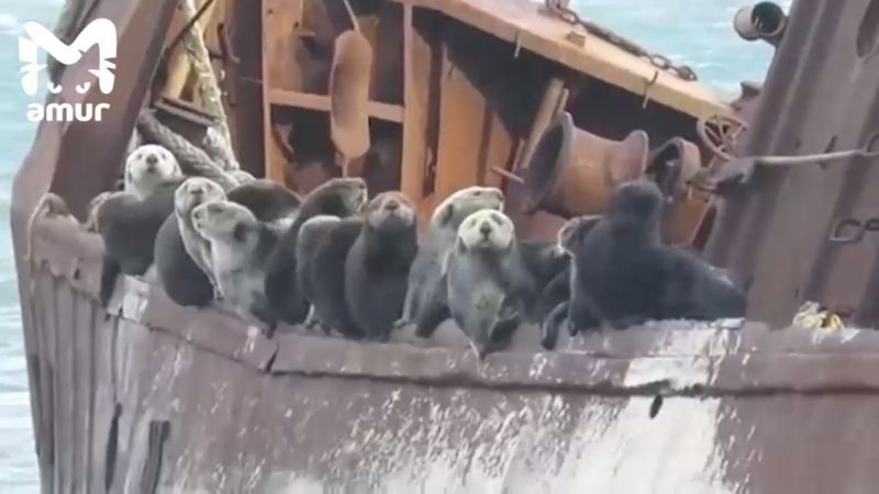 Морские выдры захватили судно в Северо-Курильске