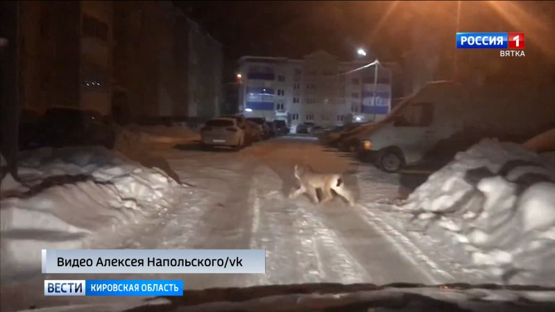 В Кирове в слободе Никольской заметили рысь