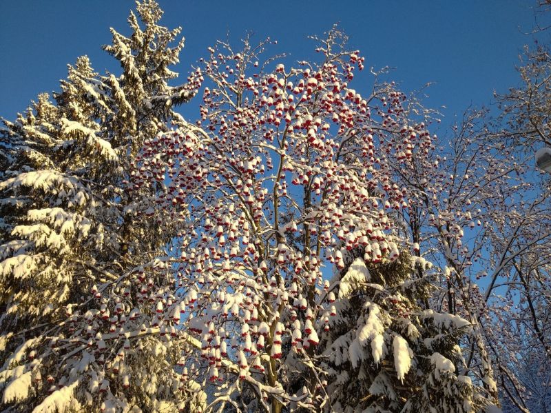 В Кировской области синоптики прогнозируют умеренно-снежный день
