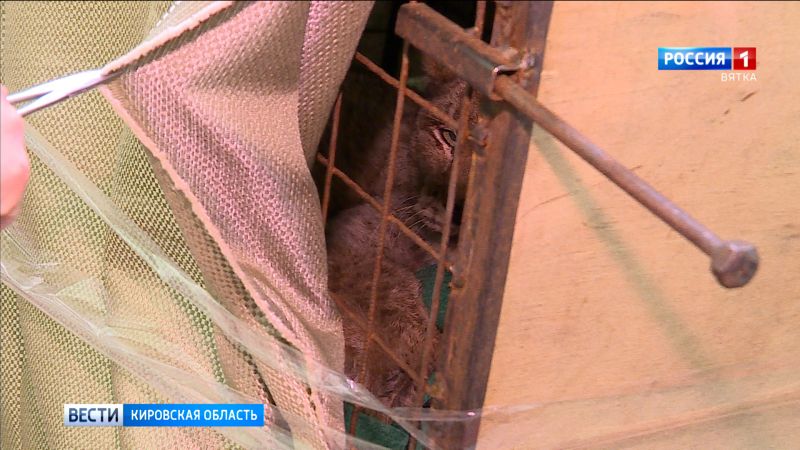 В Кирове волонтеры поймали рысь