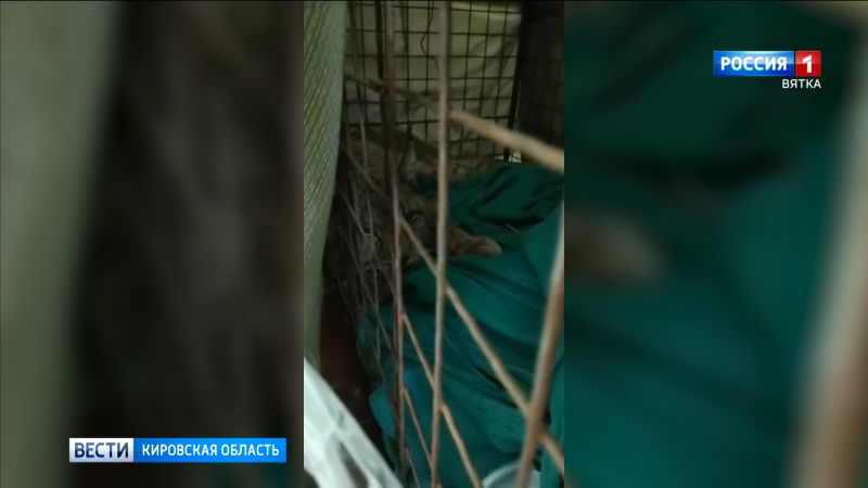 В кировском центре реабилитации животных «Большое гнездо» выхаживают рысь
