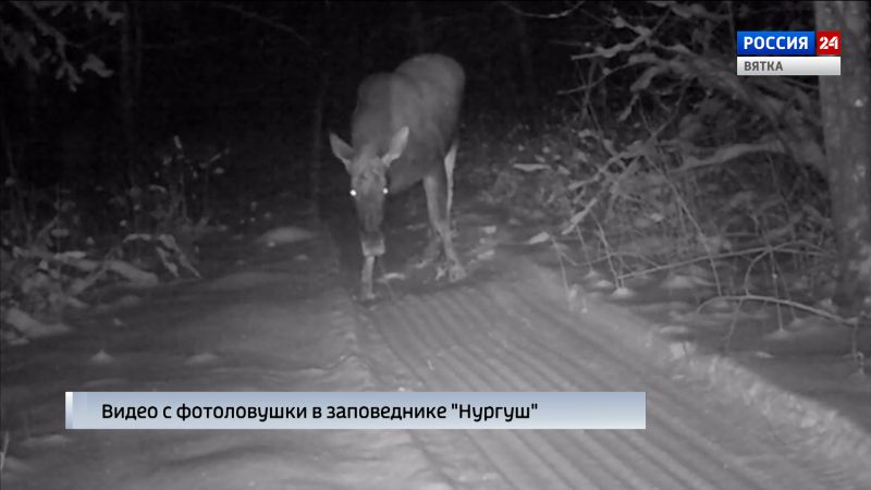 В заповеднике «Нургуш» фотоловушка поймала лосиху с лосёнком