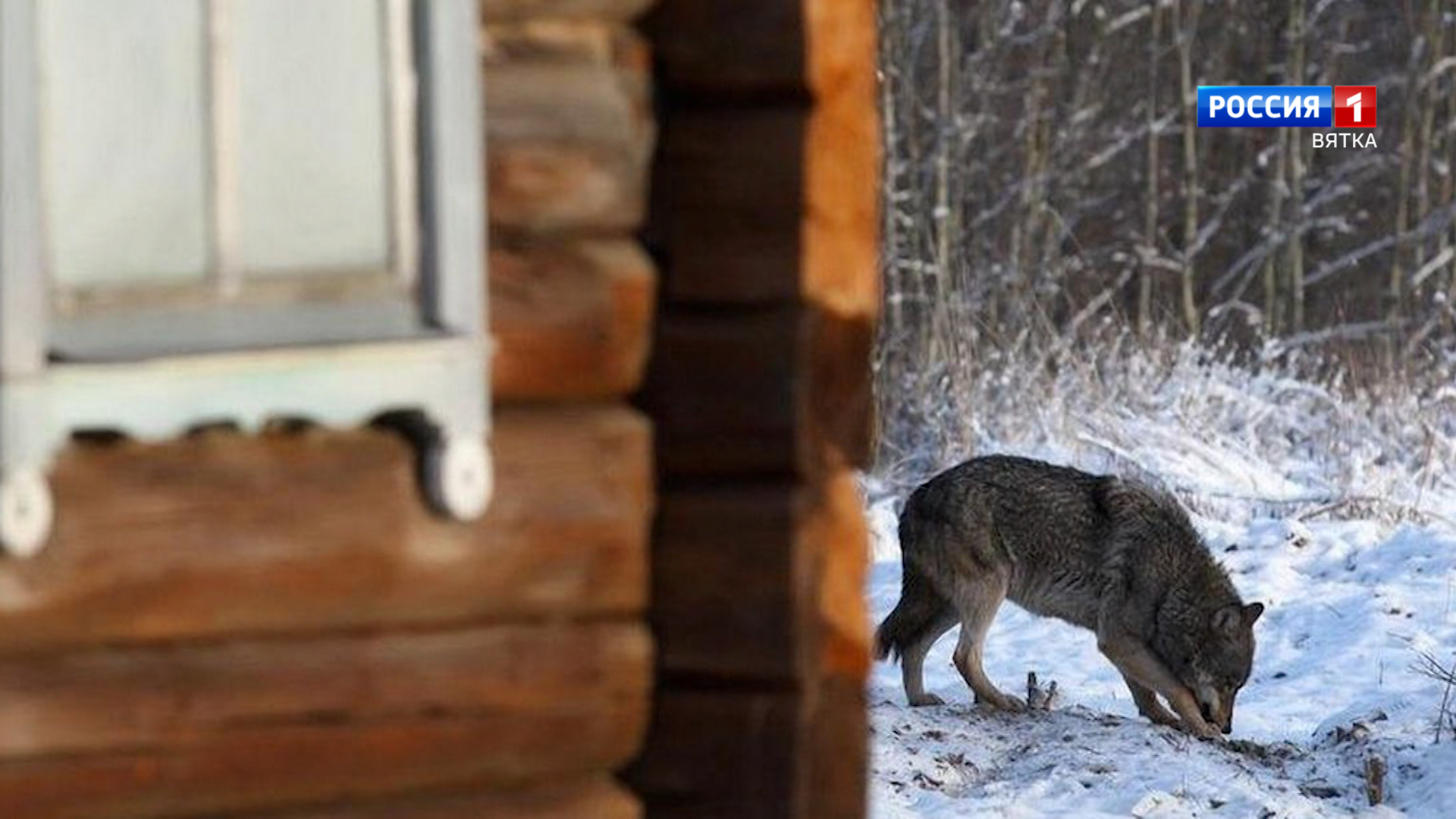 Информация о появлении стаи волков в Кировской области не подтвердилась