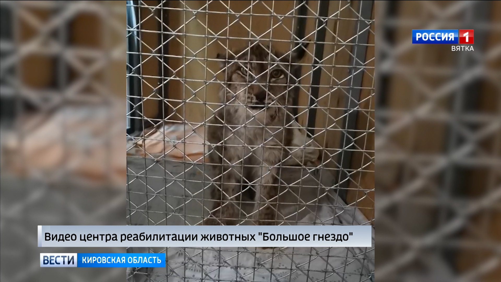 Пойманную в Кирове рысь выпустят в лес