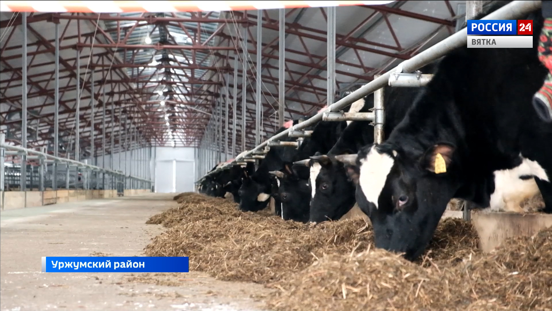 В Уржумском районе открыли коровник