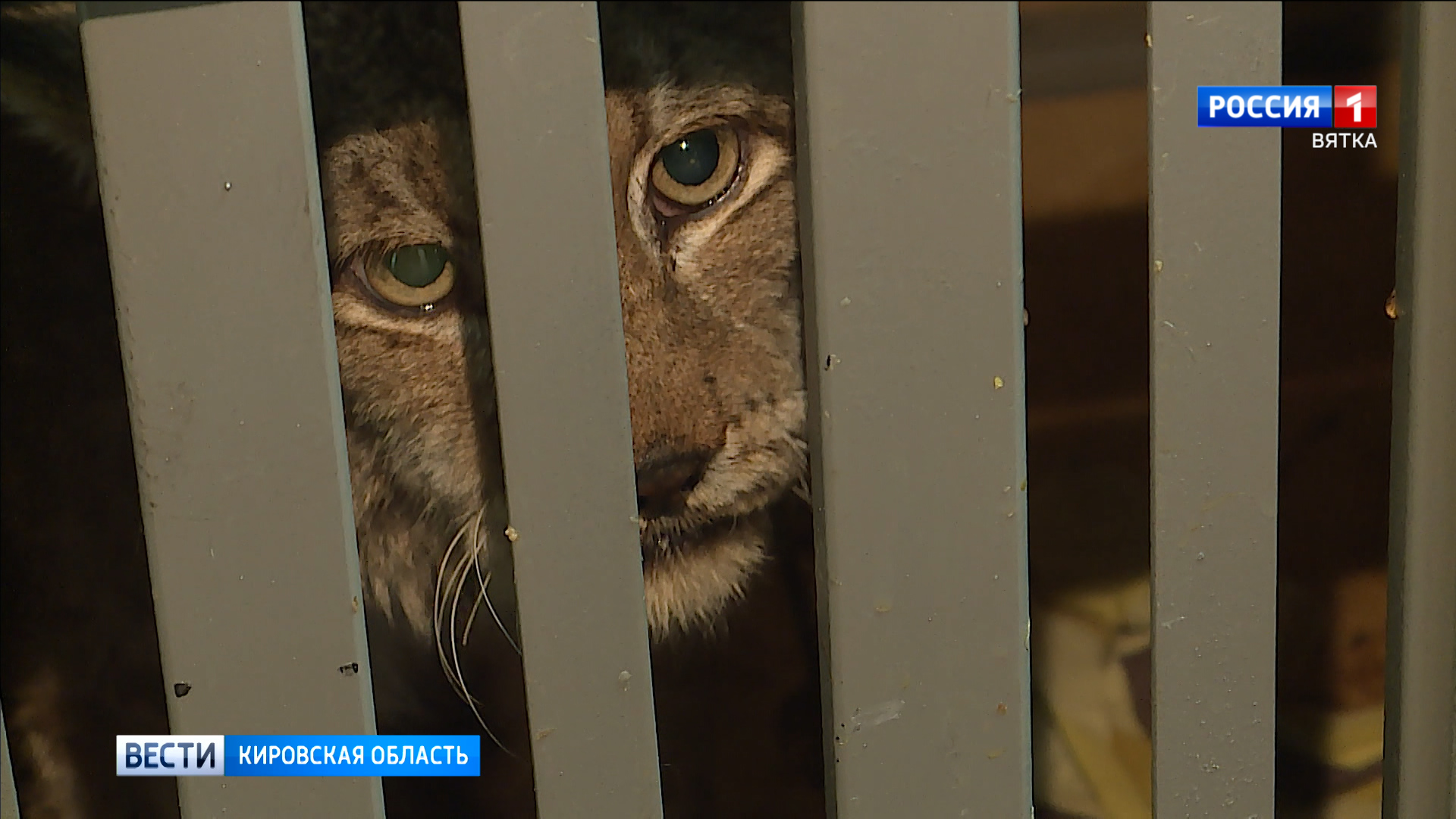 В Кирове пойманная рысь пройдет полное обследование