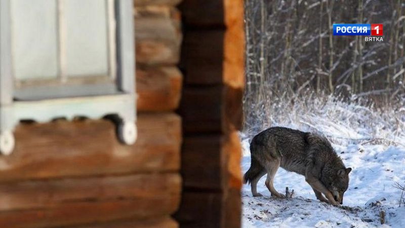 Информация о появлении стаи волков в Кировской области не подтвердилась