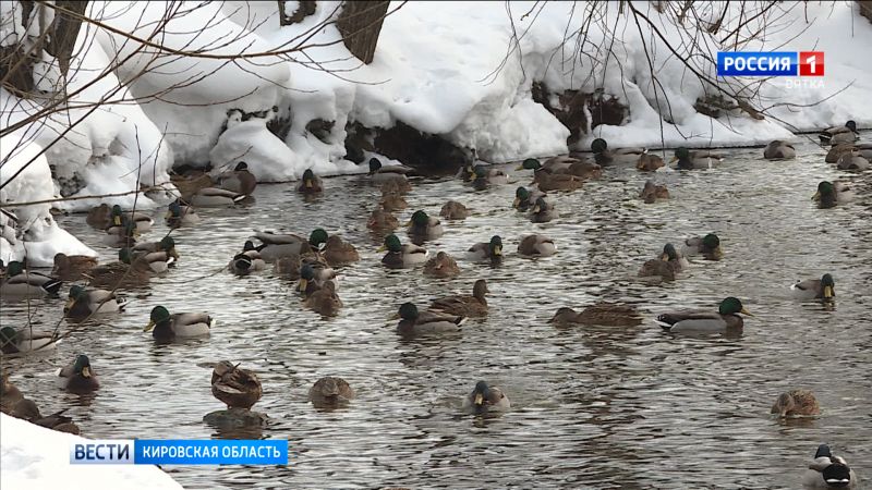В Кирове насчитали более 2000 зимующих уток