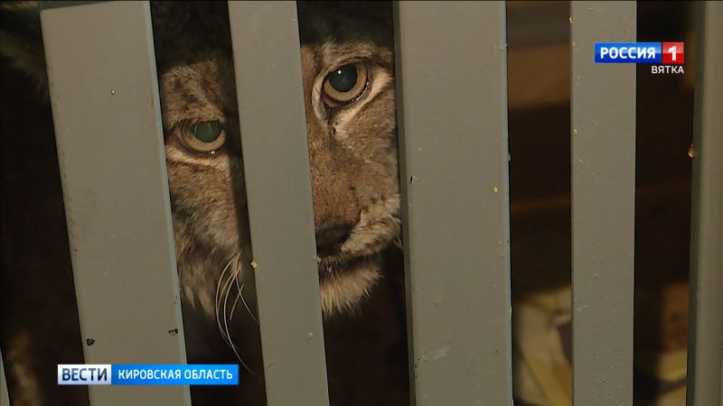 В Кирове пойманная рысь пройдет полное обследование