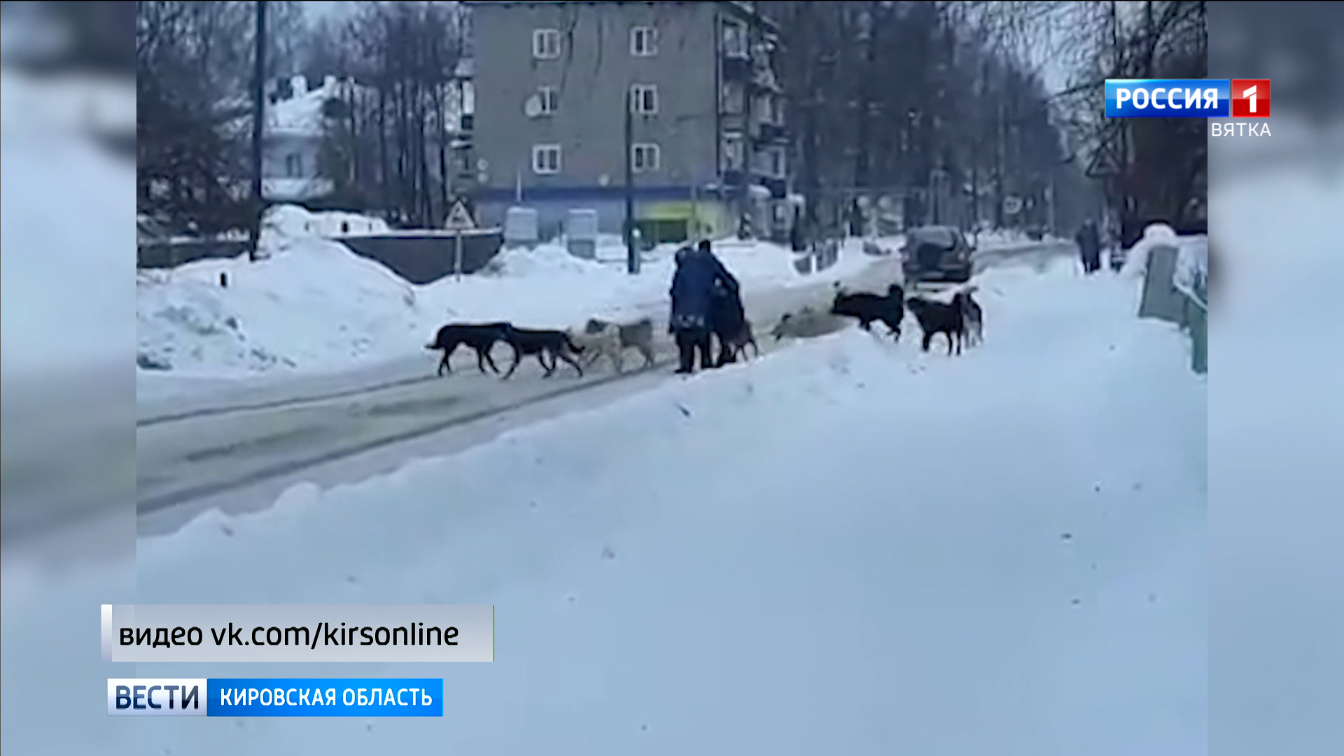 В Кировской области остается проблема бродячих собак