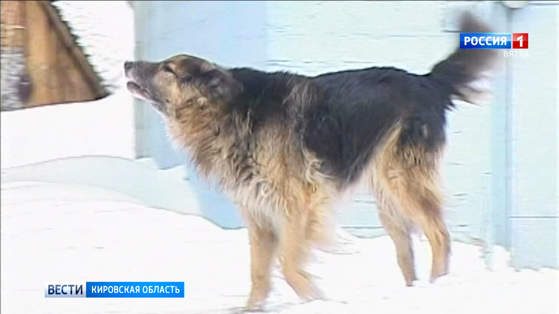 В Вятскополянском районе у собаки выявили бешенство