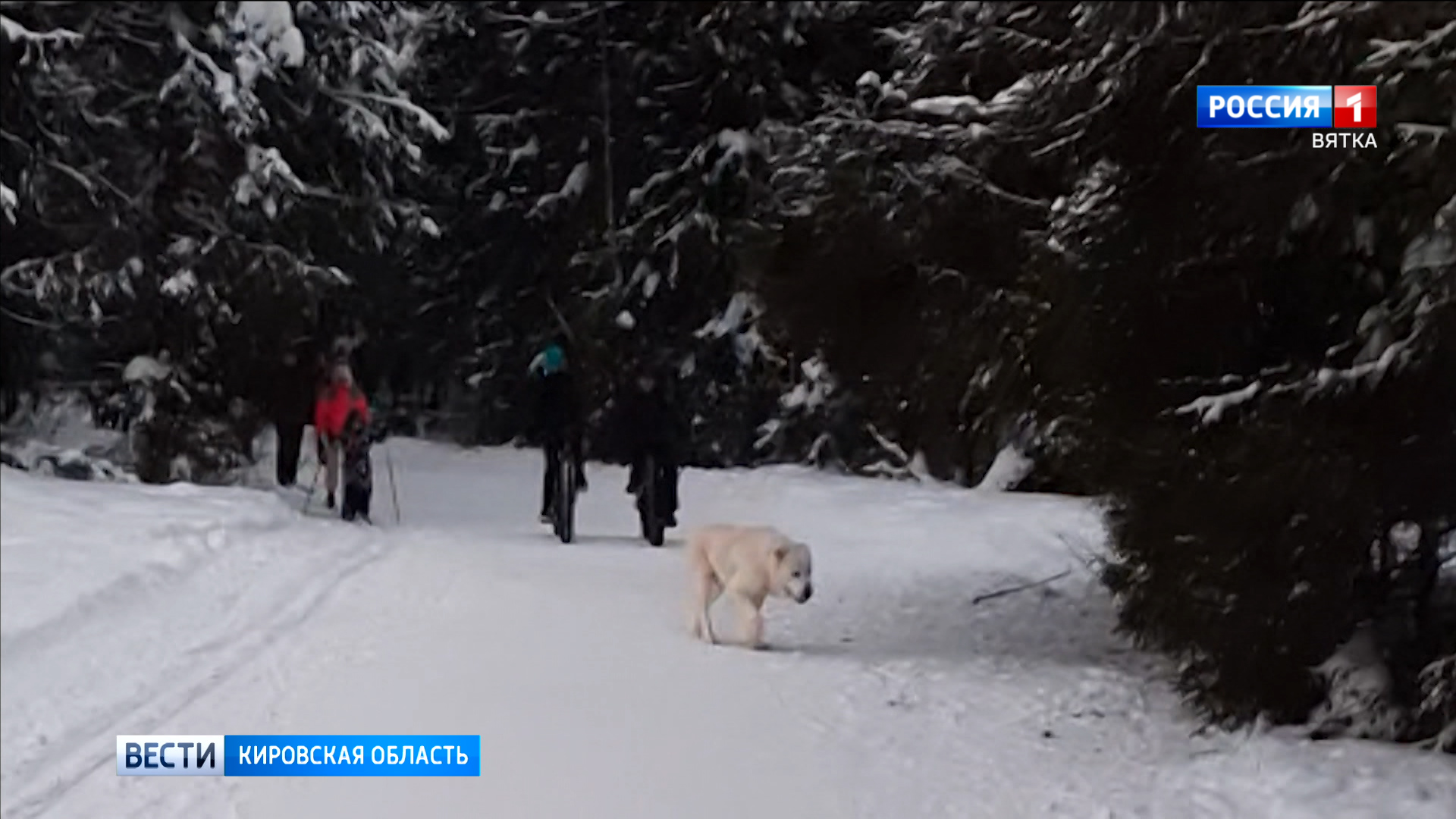 В Порошино на женщину с корги напал алабай