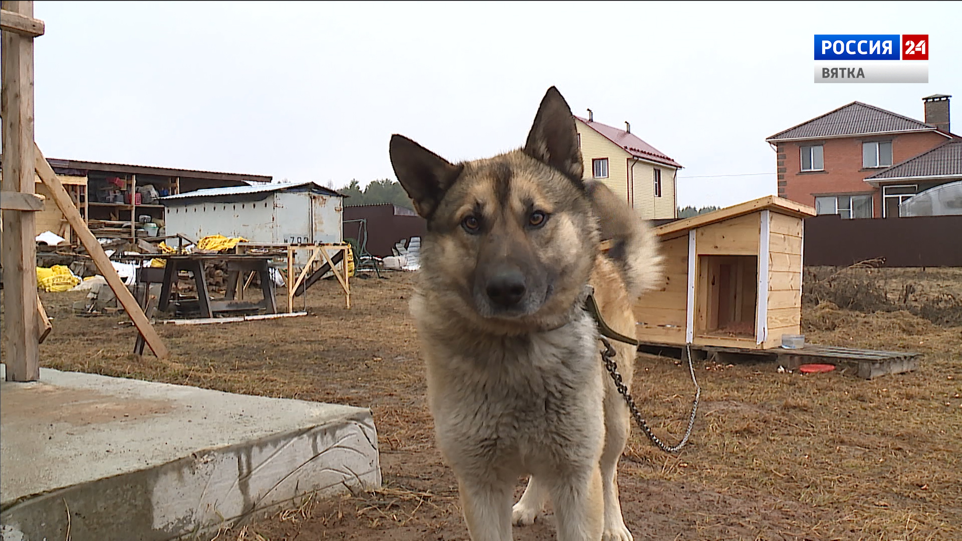 Кировский пес Гектор, спасший двух человек и кота, стал призером международной премии