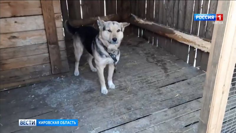 В Кировской области планируют построить государственный приют для животных