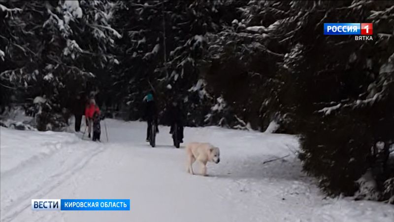 В Порошино на женщину с корги напал алабай