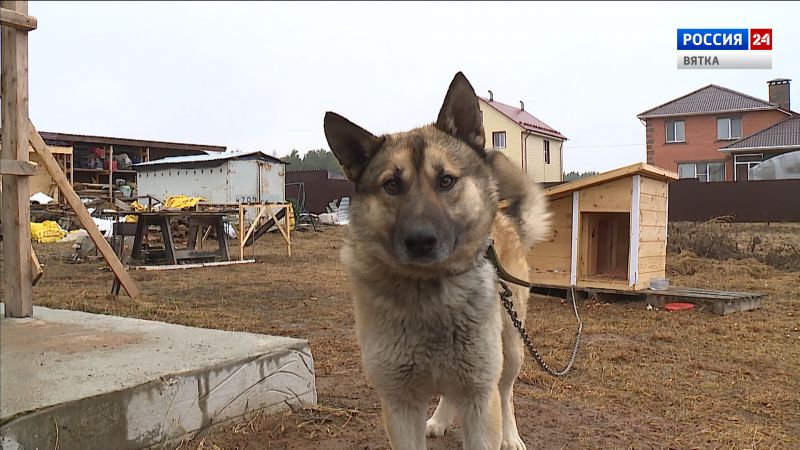 Кировский пес Гектор, спасший двух человек и кота, стал призером международной премии