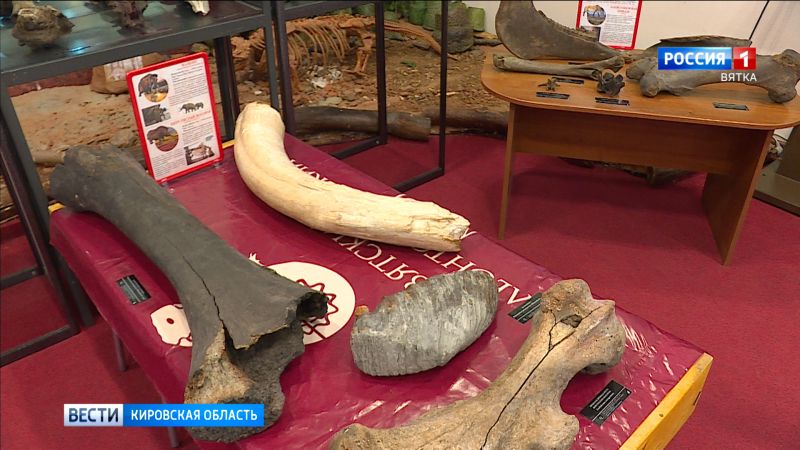 В Кировской области выросло число учреждений-участников программы «Пушкинская карта»