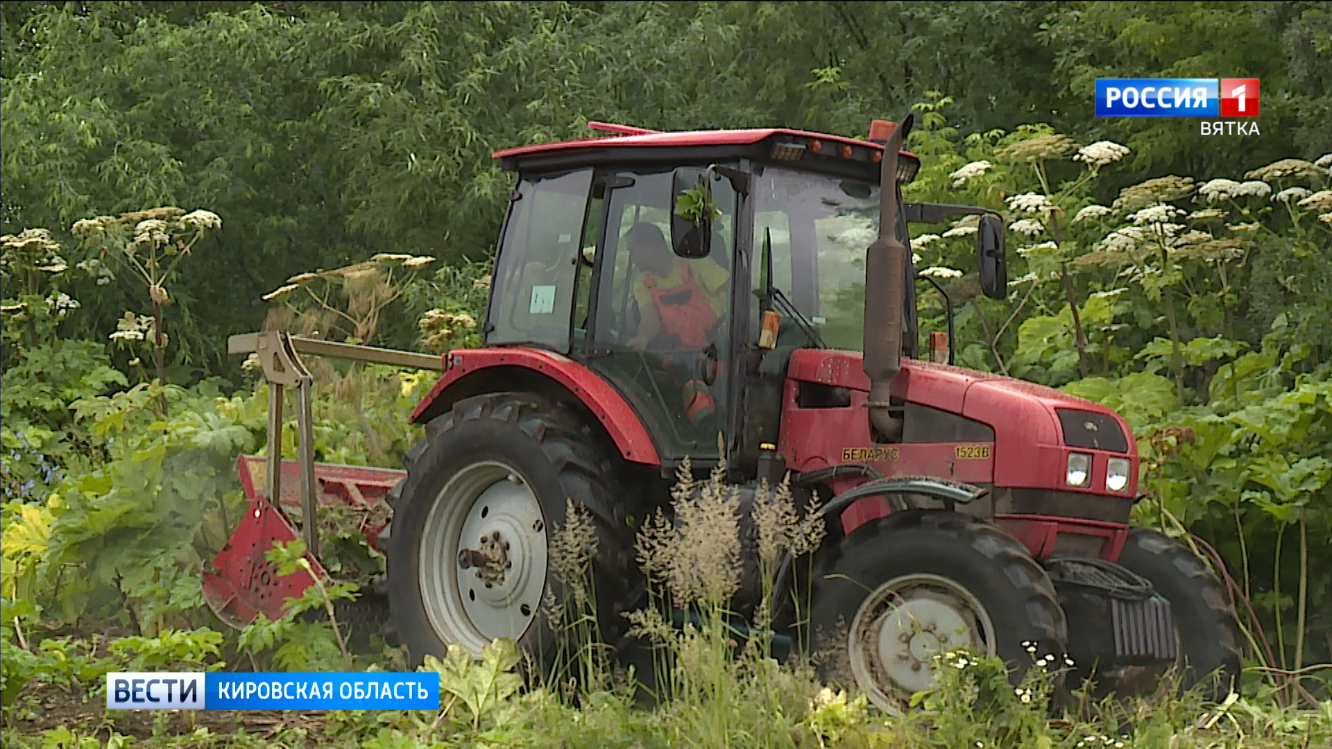 В Кирове на уничтожение борщевика выделят более 4 млн рублей