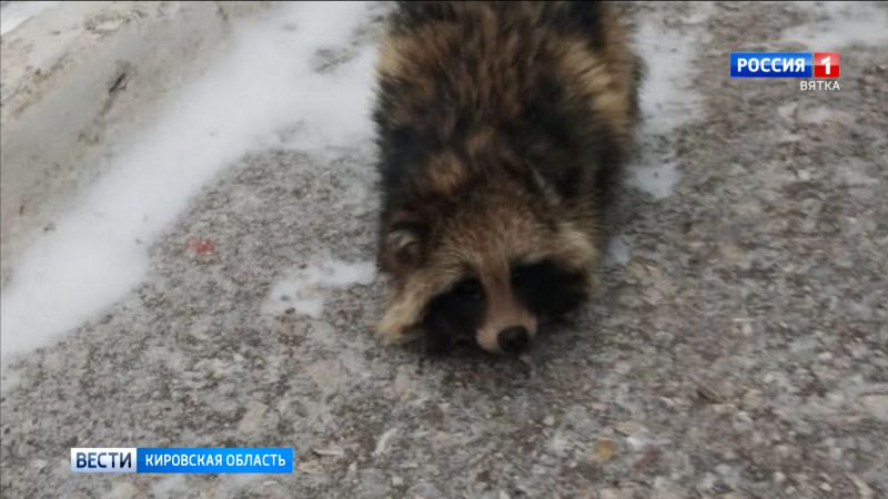 В Оричевском районе у енотовидной собаки диагностировали бешенство