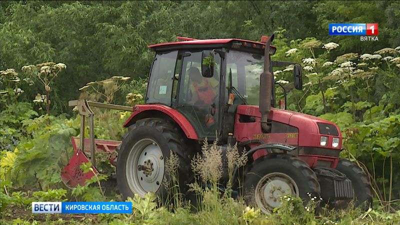 В Кирове на уничтожение борщевика выделят более 4 млн рублей