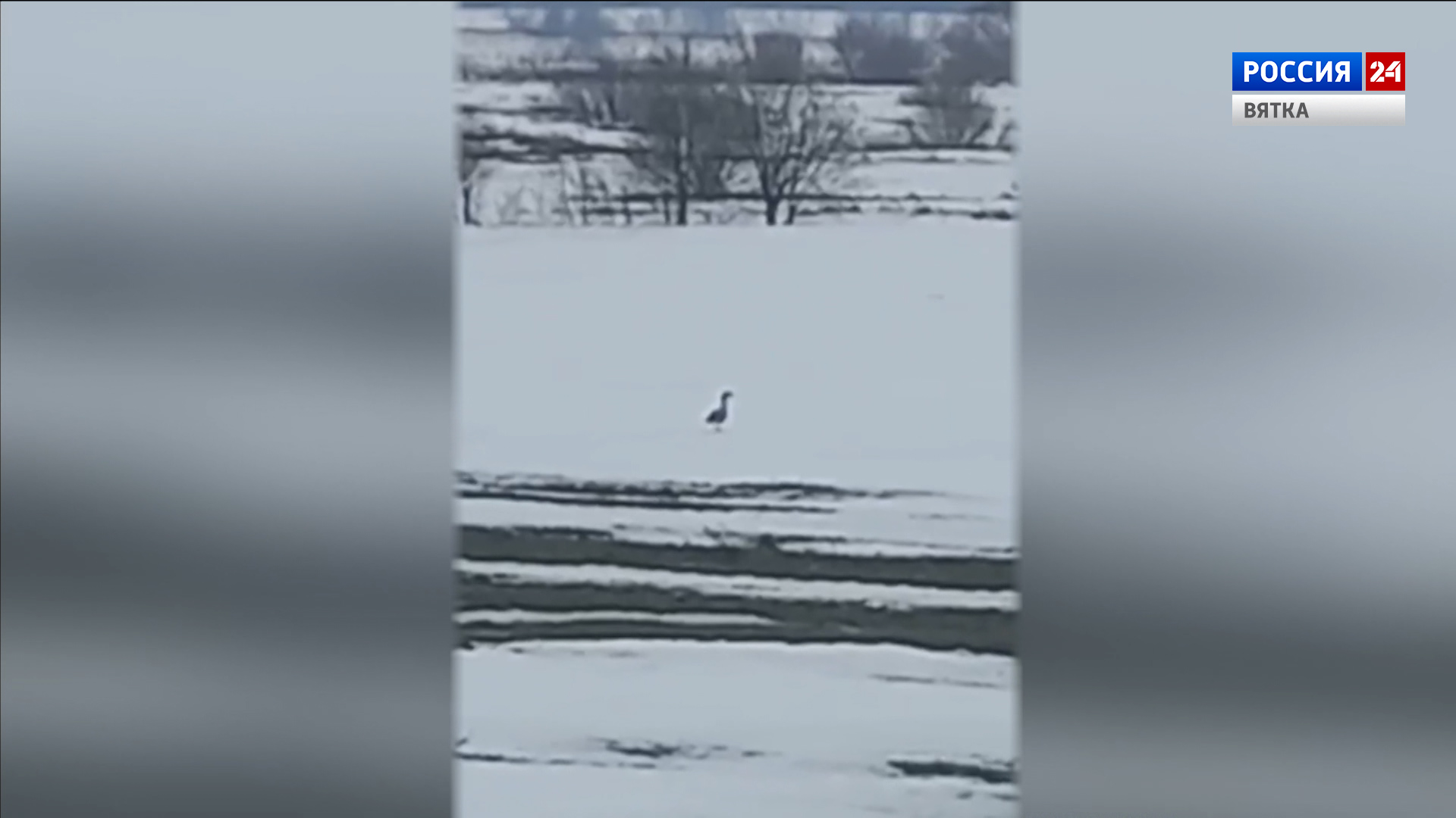 В Кировской области заметили первых гусей