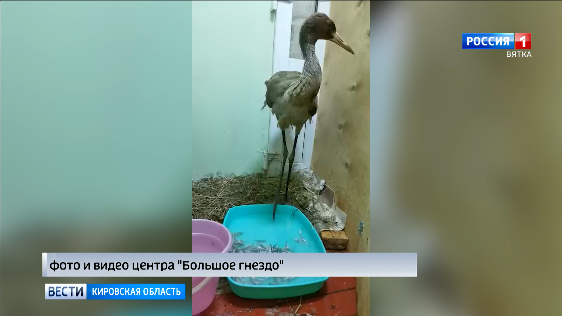 В центре «Большое гнездо» спасенные журавль и бельчата пошли на поправку