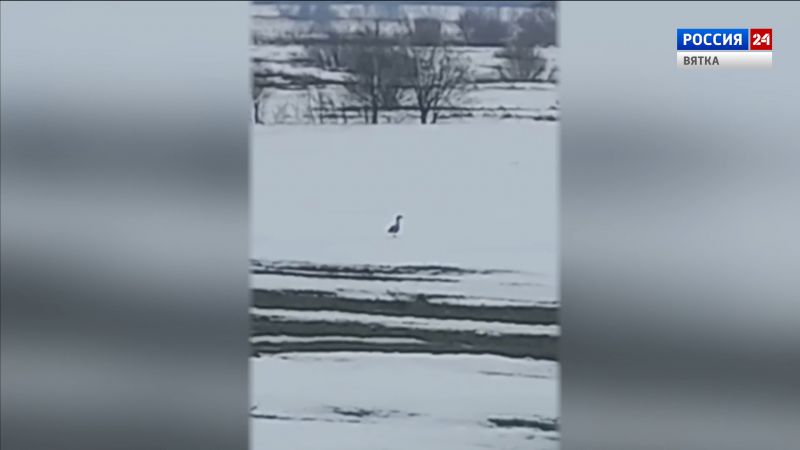 В Кировской области заметили первых гусей