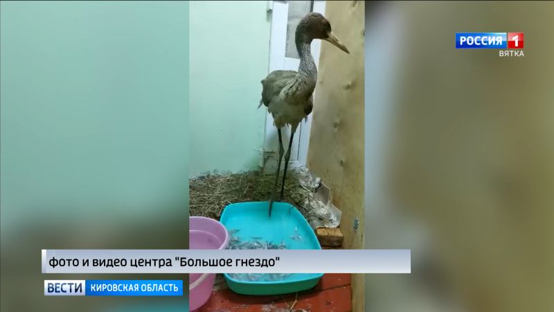 В центре «Большое гнездо» спасенные журавль и бельчата пошли на поправку