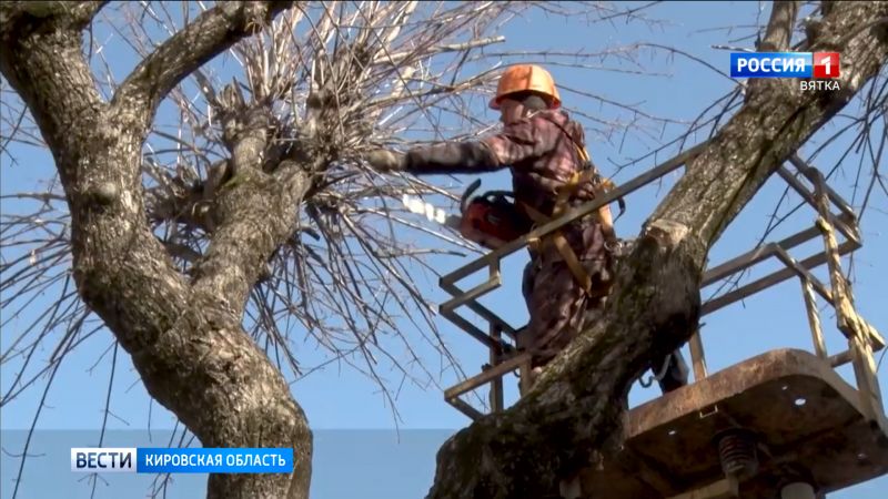 В Кирове продолжают приводить в порядок деревья