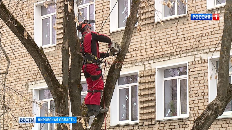 На территории кировской школы-интерната № 1 проведут санитарную обрезку деревьев