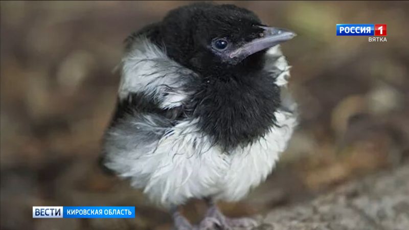 Орнитологи призвали кировчан не трогать выпавших из гнезда птенцов