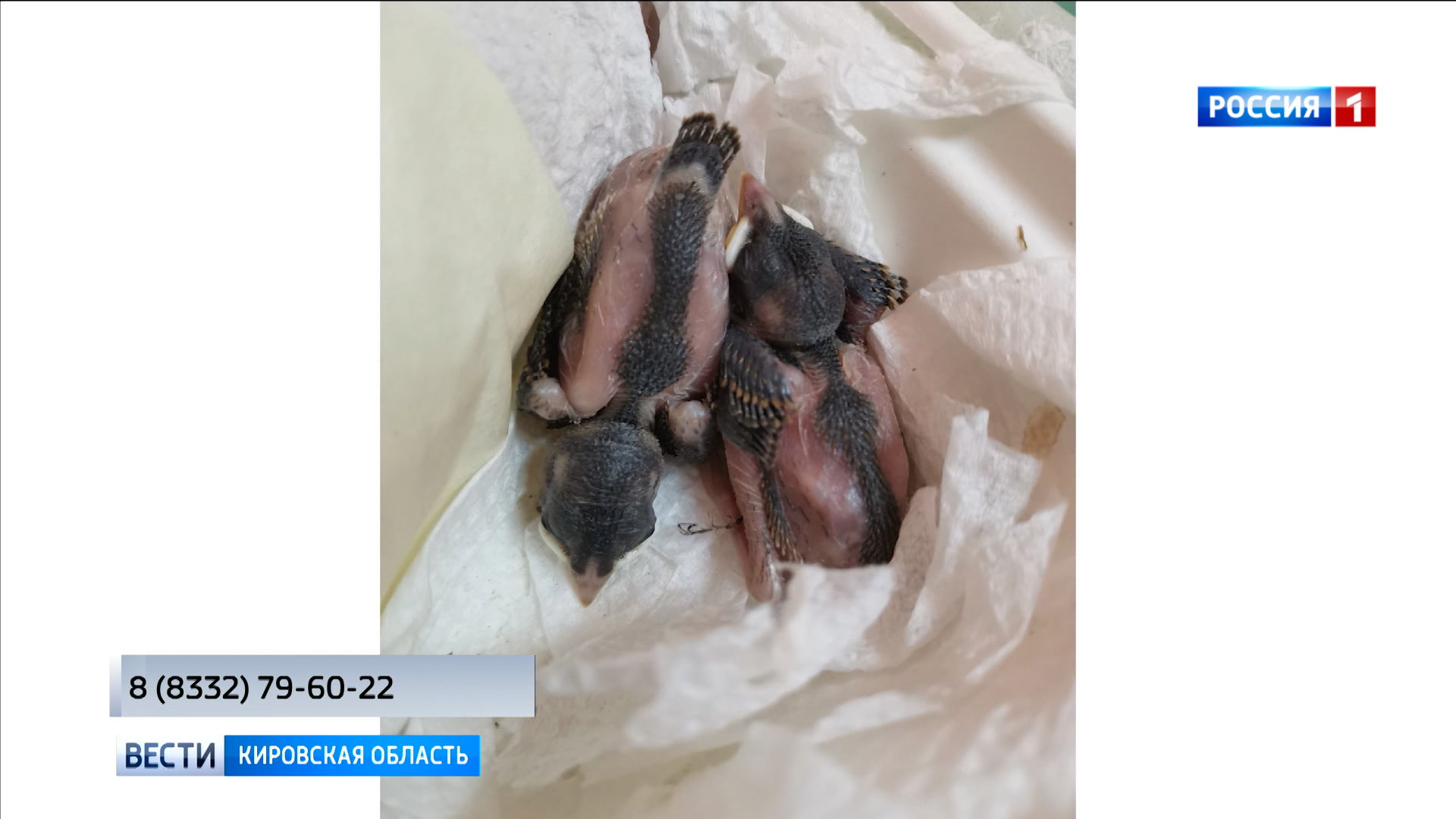 Кировчанам рассказали, что делать с неоперившимися птенцами, выпавшими из гнезда